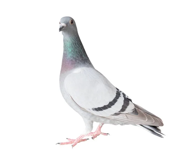 Full body of homing pigeon bird isolated white background — Stock Photo, Image