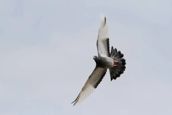 Fliegende Taube Taubenvogel fliegt wieder in den klaren weißen Himmel — Stockfoto