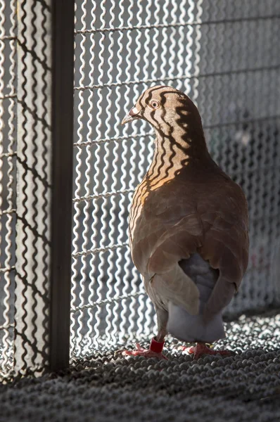Красное перо гоночной птицы в металлической клетке — стоковое фото