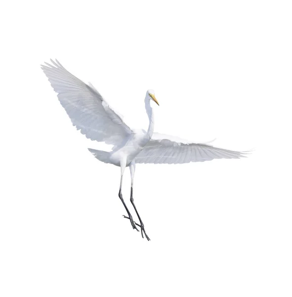 イソラを飛ぶアオサギ、にがり、白鷺の完全体と翼の羽 — ストック写真