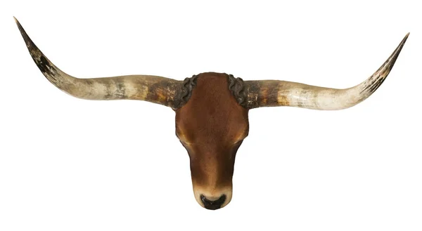 Vermelho touro cabeça e chifre isolado fundo branco — Fotografia de Stock