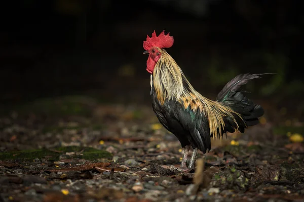 Full body of beautiful feather  male fowl standing on dirt field — Stock Photo, Image