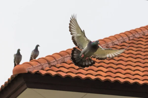 Летящая птица-голубь сидит на домашней черепице — стоковое фото
