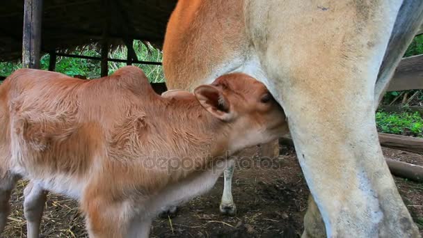 Little Cow Rural Farm Thailand Drinking Milk Mom — Stock Video