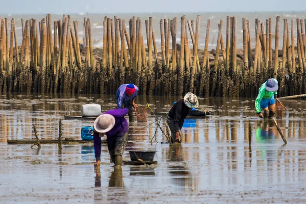 Tailandesa pescador aldeano en samuthsakorn buscando ostras costeras en — Foto de Stock