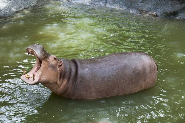 Mandíbula de hipopótamo en piscina de agua — Foto de Stock