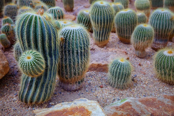 Kaktus, saftiga på sanden i öknen — Stockfoto
