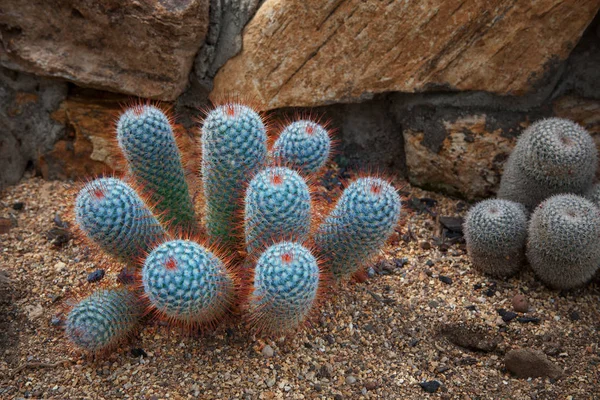 Beautiful colorful of cactus on sand soil — Stock Photo, Image