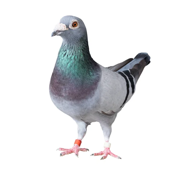 Full body of speed racing pigeon bird isolated white background — Stock Photo, Image