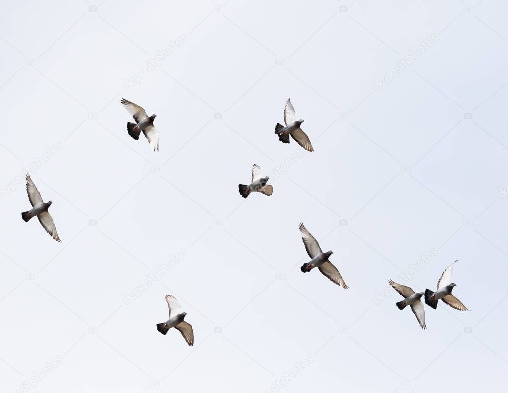 flock of homing pigeon bird flying mid air 