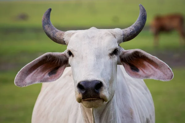 Primer plano cara cuerno macho vaca en rural ganadería granja campo —  Fotos de Stock