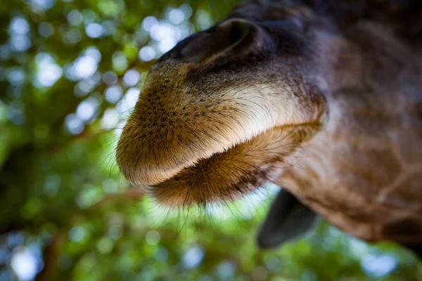 Закрыть рот жирафа с зеленым размытым фоном — стоковое фото