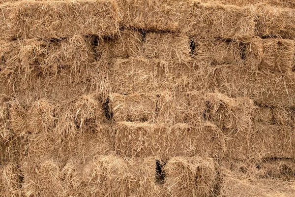 Cosecha de paja de arroz para ganado doméstico en zonas rurales de Tailandia — Foto de Stock
