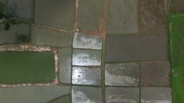 Çeltik tarım alanındaki havadan görünümü