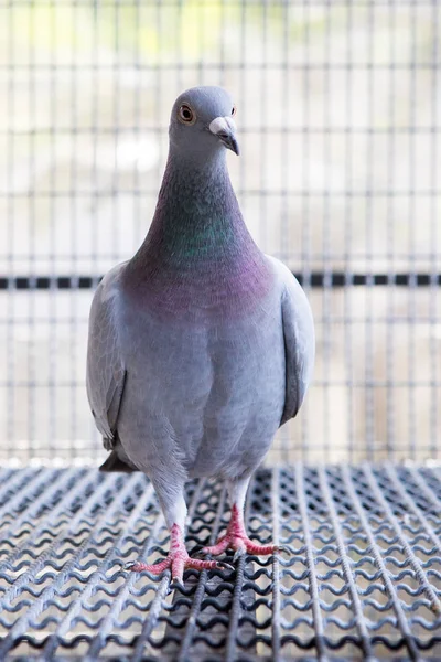 Полное тело домашней голубятни на чердаке — стоковое фото