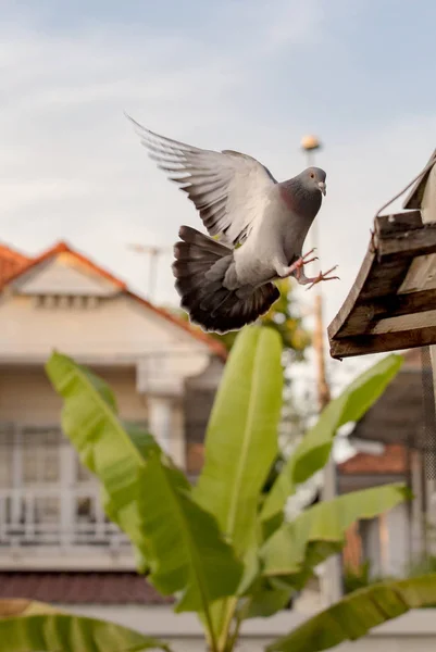 Pigeon voyageur oiseau volant à la maison loft — Photo