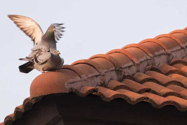 Домашние голуби спариваются на крыше — стоковое фото