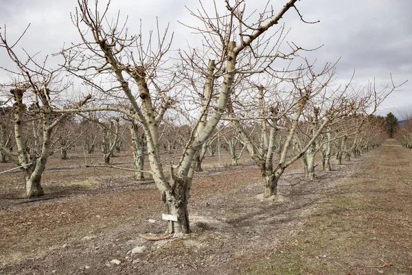 Obstplantage in Cromwell Town Neuseeland — Stockfoto
