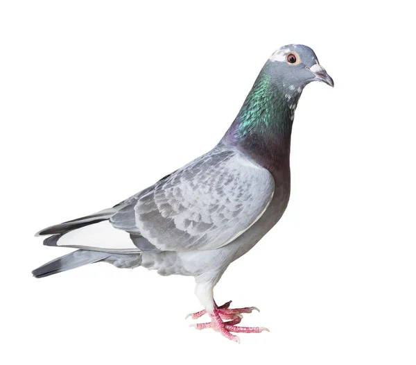 Corps entier du pigeon voyageur oiseau isolé fond blanc — Photo