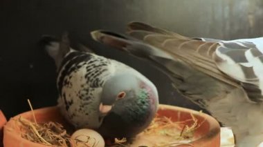 posta güvercini kuş ev çatı katında yumurta kuluçkalık