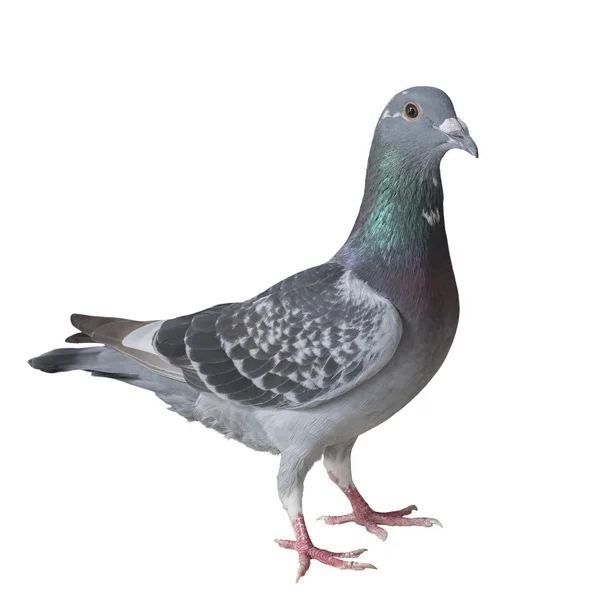 Celotělový poštovní Holub pták, samostatný bílým pozadím — Stock fotografie
