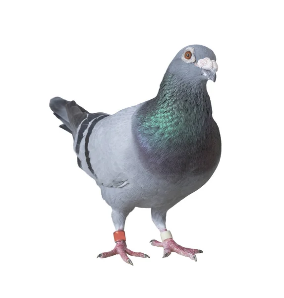 Full body of speed racing pigeon bird isolate white background — Stock Photo, Image