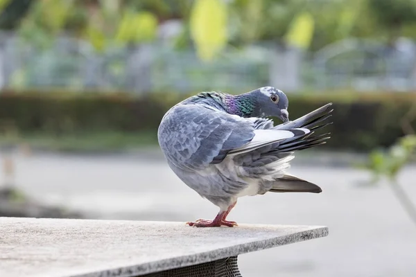 Piuma di preening uccello piccione homing nel parco — Foto Stock
