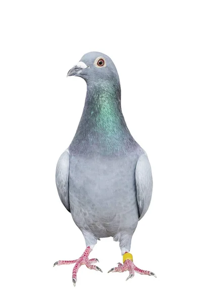 Full body of speed racing pigeon bird isolated white background — Stock Photo, Image