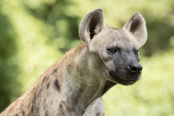 Gros plan visage de hyène et oeil regardant à la chasse — Photo