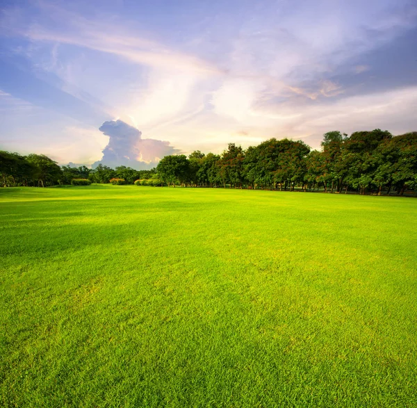 Schöne grüne Wiese öffentlicher Park gegen Morgenhimmel zurück — Stockfoto