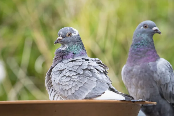 Купание домашних голубей в зеленом парке — стоковое фото