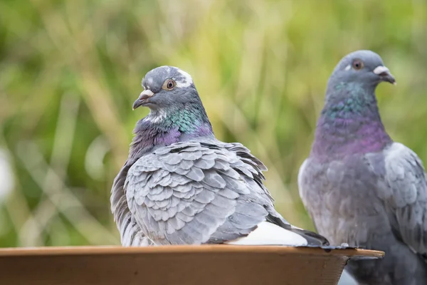 Homing pombo pássaro banhos no parque verde — Fotografia de Stock