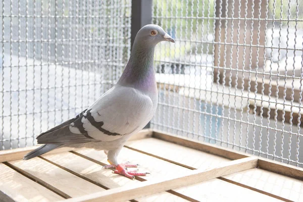 Buona femmina natherland velocità piccione da corsa in loft casa — Foto Stock