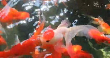 temiz su altında portakal altın balık