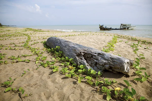 Alter Baumstumpf und Schiffswrack am Meeresstrand — Stockfoto