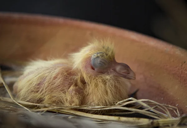 Närbild av första dagen nya född duva fjäder på gult hår — Stockfoto