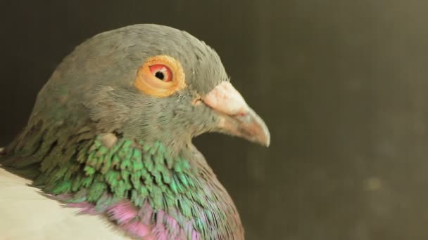 Close Cabeça Macho Pombo Homing — Vídeo de Stock