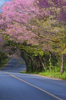 Vahşi Himalaya Doi Ang Kh içinde çiçek açan kiraz güzel doğal manzaralı
