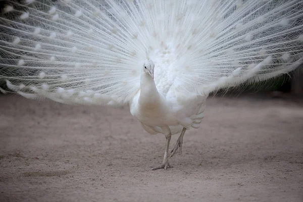 白色野鸡与美丽的风扇尾巴站立在污垢领域 — 图库照片
