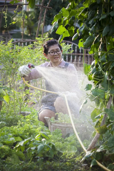 Ασιατικές γυναίκα πότισμα οργανικό φυτικό στον εγχώριο κήπο — Φωτογραφία Αρχείου