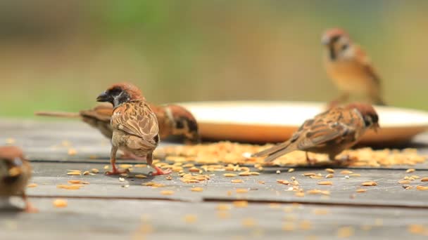 木のテーブルで水田を食べるスズメの鳥 — ストック動画