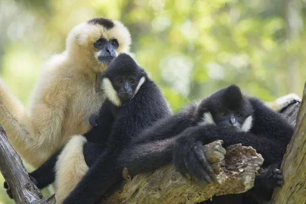 Family of siamang gibbon on tree branch — Stock Photo, Image
