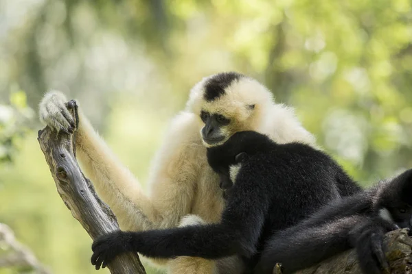 Family of sia mang gibbon on tree branch — Stock Photo, Image