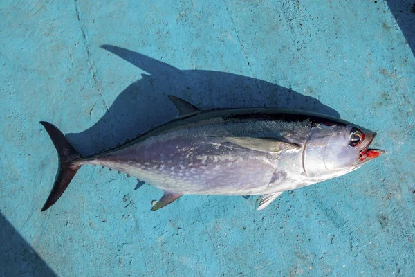 Cuerpo completo de atún en madera azul del barco pesquero —  Fotos de Stock
