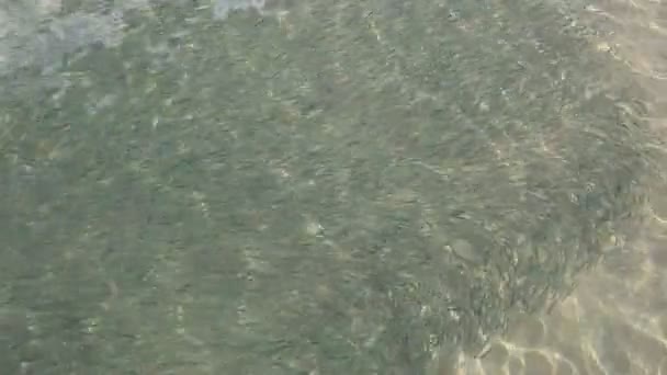 Flock Sea Fish Moving Sea Water — Stock Video