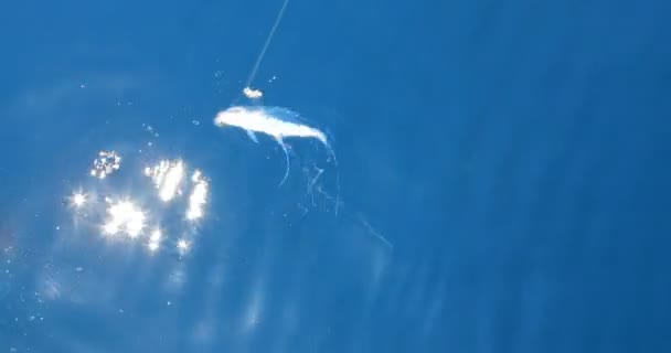 pêche au poisson de mer sur l'eau de mer bleue 