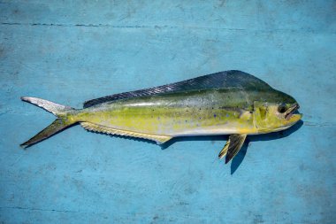 güzel renk ve tam vücut, mavi ahşap üzerine ortak dolphinfish