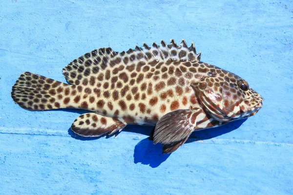 Close up full body of grouper fish on blue wooden floor — Stock Photo, Image