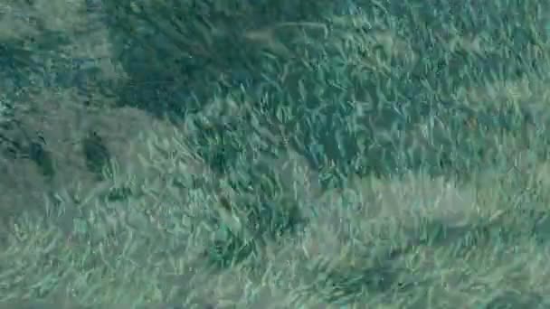 grand nombre de poissons marins à l'eau de mer claire 