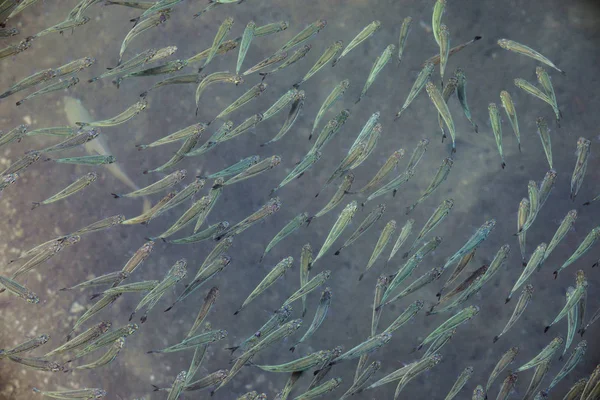 flock of little sea fish in translucent sea water